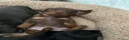 Dachshund dogs for sale: Dachshunds  - Advert 7