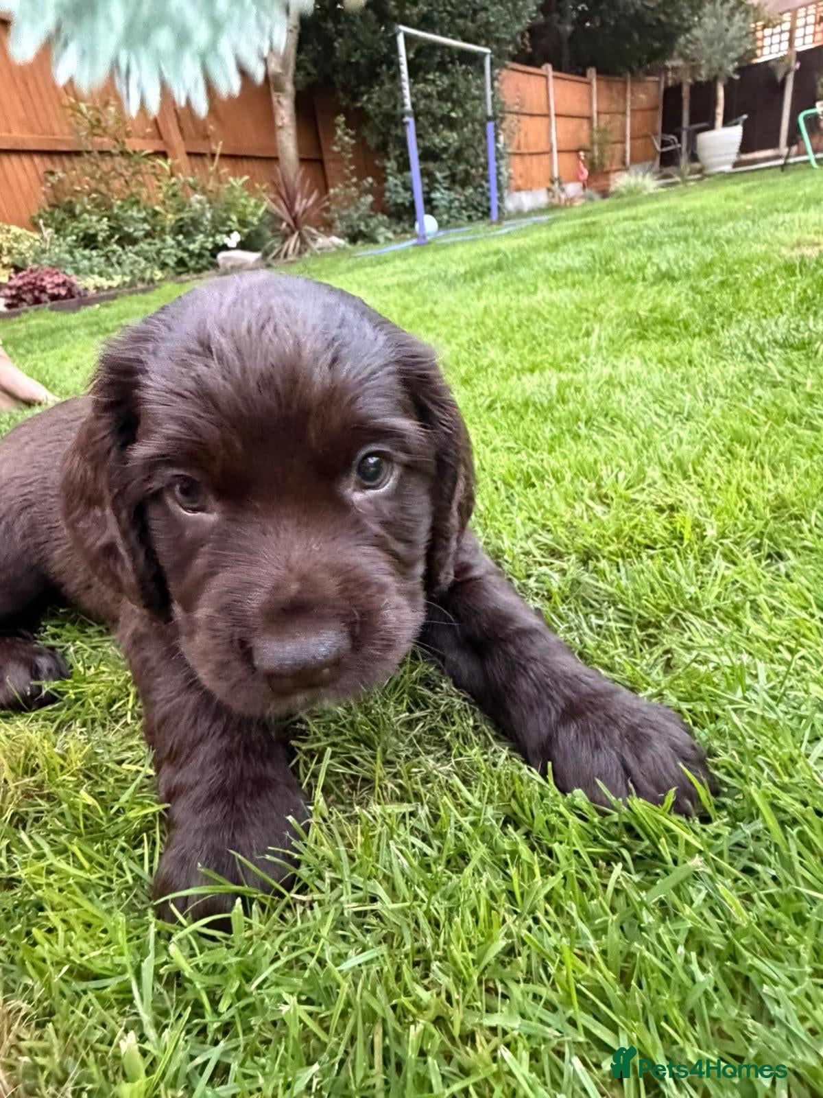 Sprocker dogs Sproker spaniel pups  - Advert 11