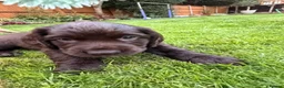 Sprocker dogs for sale: Sproker spaniel pups  - Advert 6