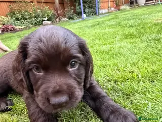 Sprocker dogs Sproker spaniel pups - Advert 2