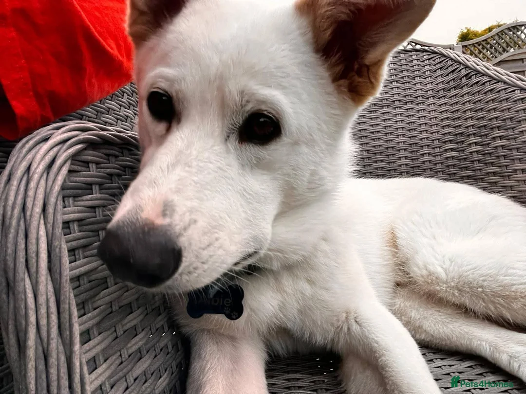 Mixed Breed dogs for adoption: Meet Albie, currently residing in Kent  in Birchington - Advert 2