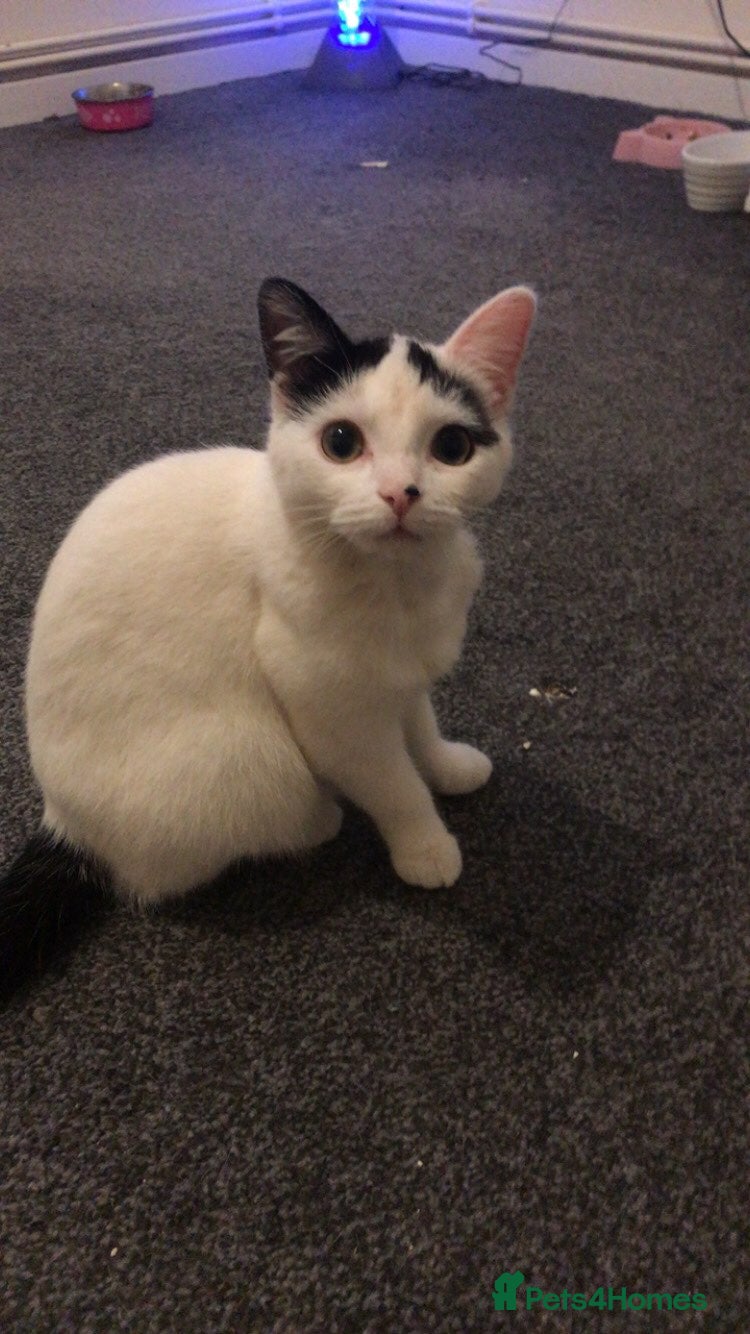 Mixed Breed cats Kitten for sale  - Advert 1