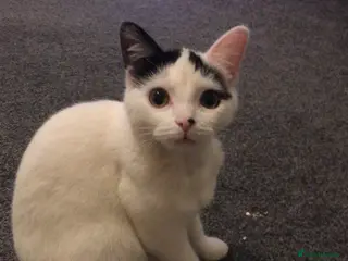 Mixed Breed cats Kitten for sale - Advert 1