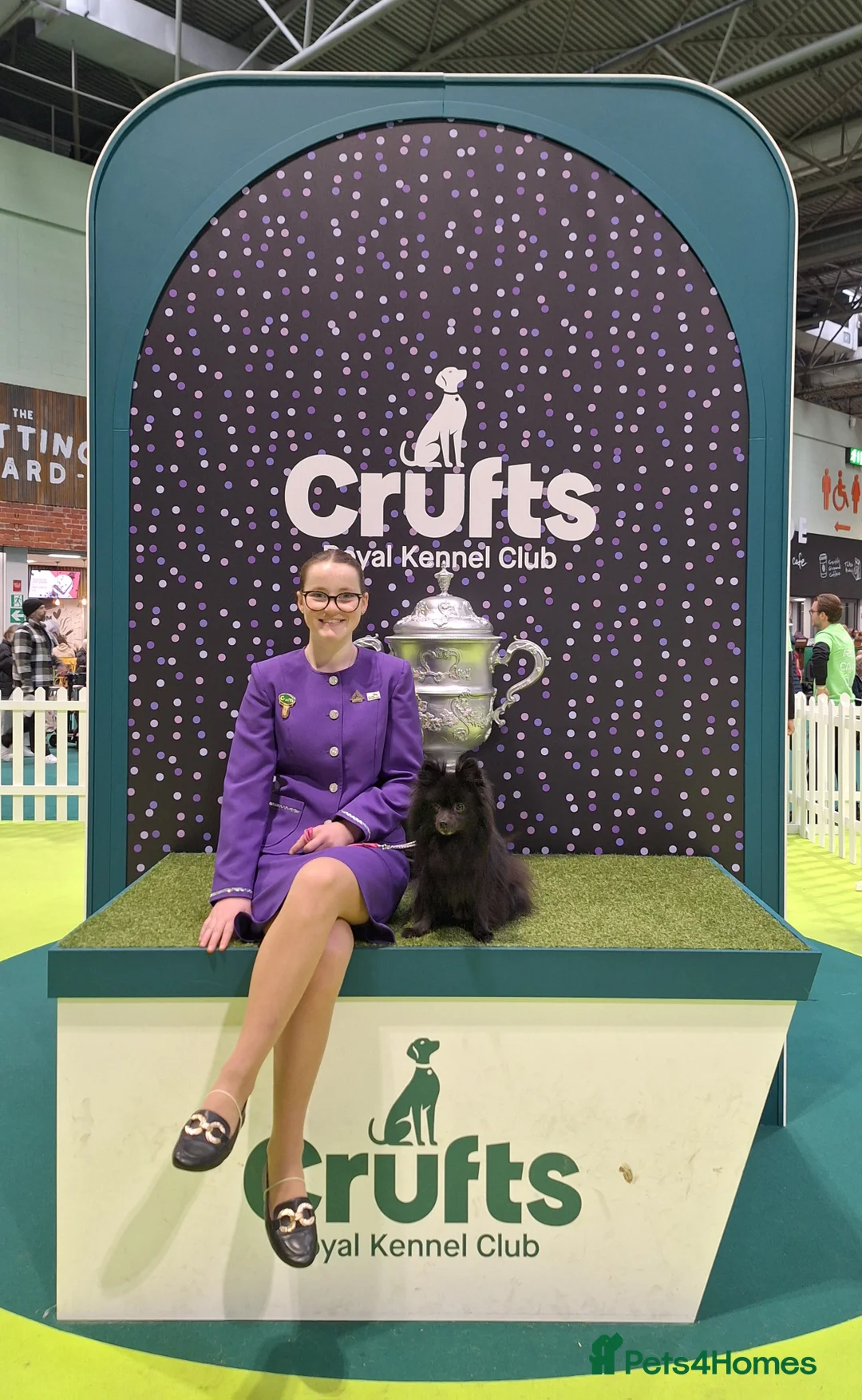 Pomeranian dogs for sale: Tiny Pomeranian Pups - Advert 2