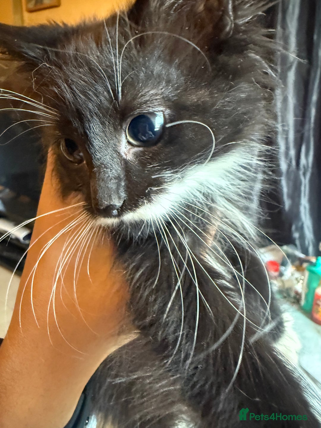 British Longhair cats for sale: 5 beautiful kittens for sale - Image 8