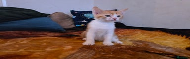 Mixed Breed Kitten 1