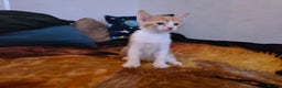 Mixed Breed cats for sale: Adorable Male Kitten – Sphynx x Devon Rex Cross - Advert 11