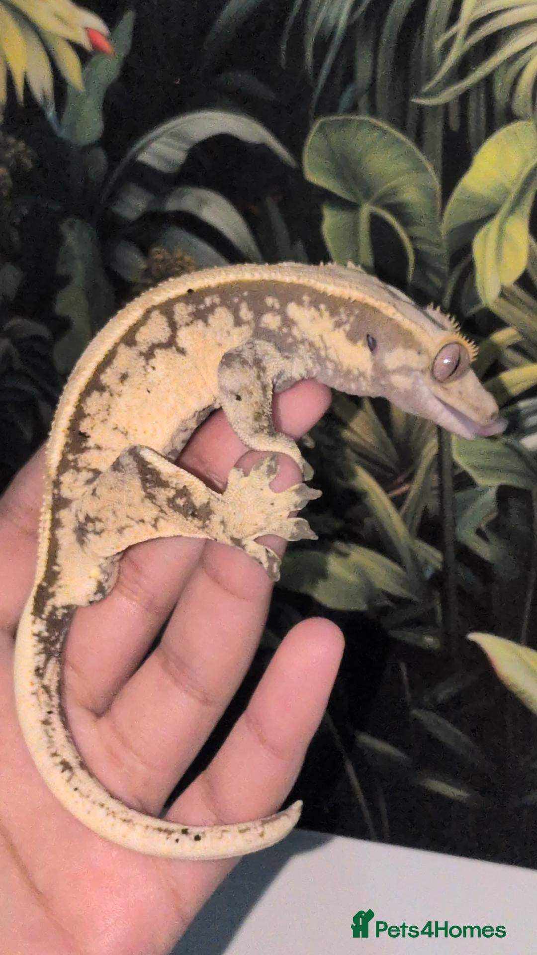 Gecko reptiles Various crested geckos  - Advert 2