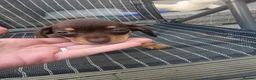 Chiweenie dogs for sale: Chiweenie puppies - Advert 3