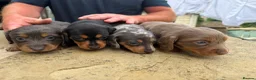 Dachshund dogs for sale: Miniature dachshund for sale in Elland - Advert 3