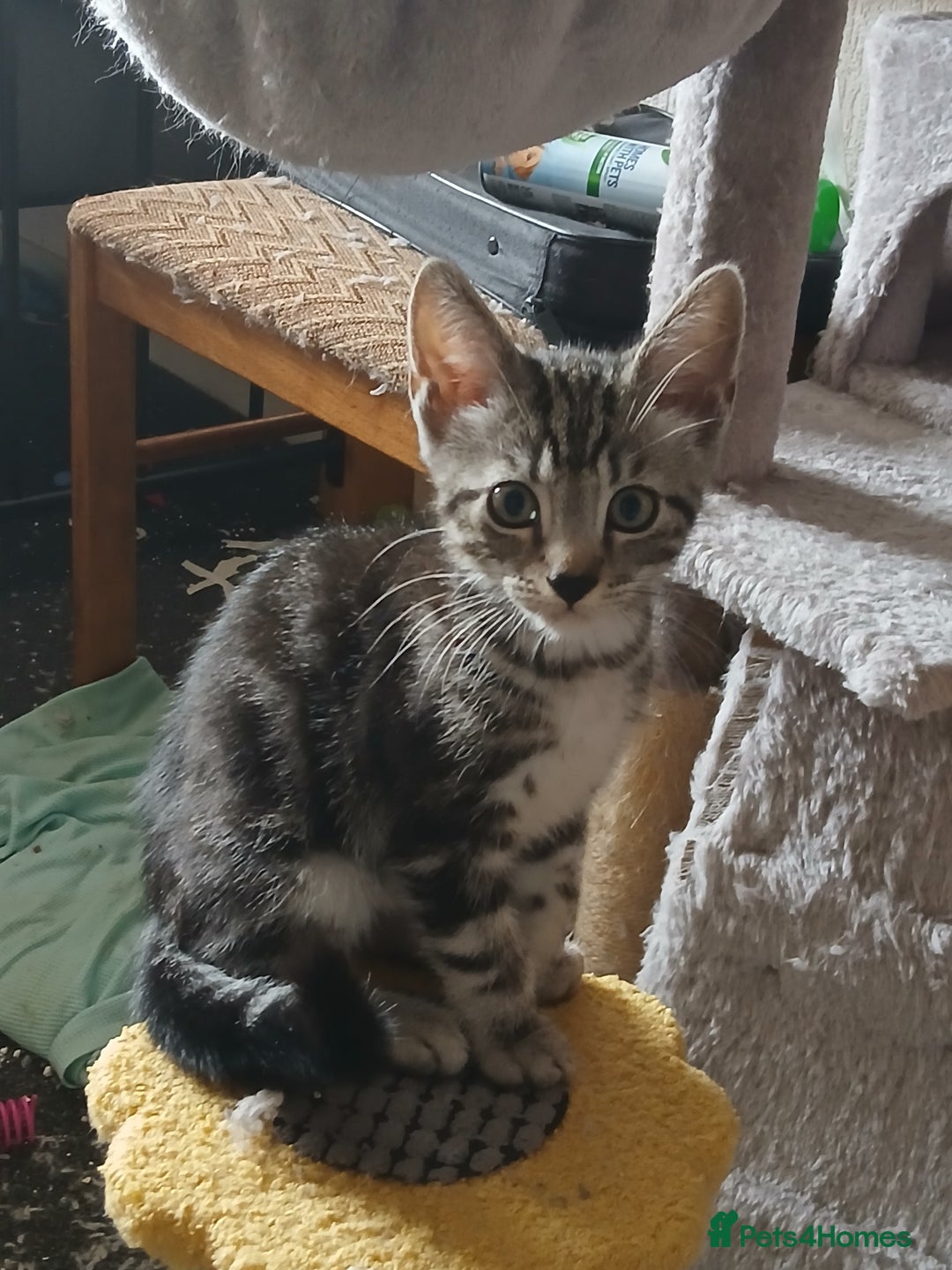 Mixed Breed cats for sale: NEED HOMES! 1 Maine-coon x Persian kittens - Image 3
