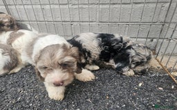 Cockapoo dogs for sale: Cockapoo puppies 🐶  - Image 12