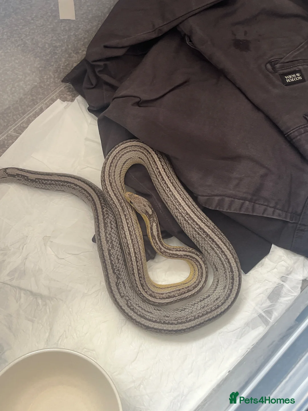 Garter Snake reptiles for sale: Common Garter Snake - Advert 3