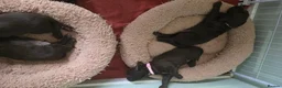 Sprocker dogs for sale: Sprocker spaniel puppies  - Advert 20