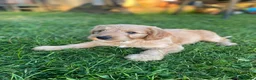 Cockapoo dogs for sale: Beautiful CockapooF1 girl ready Bank Holiday wkend - Advert 2