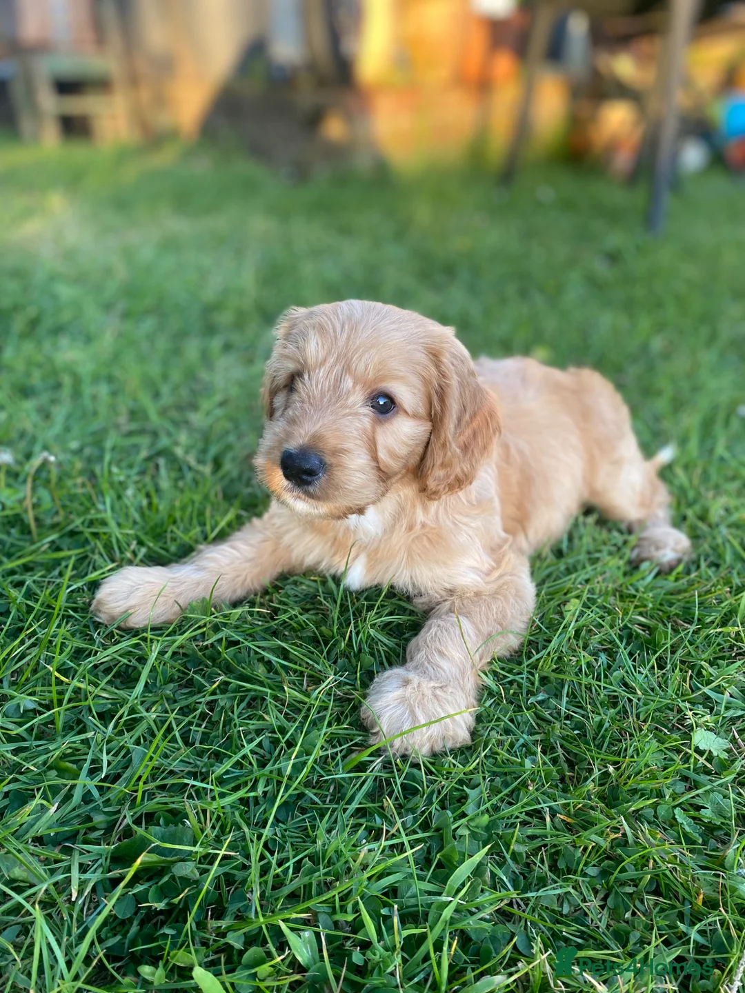 Cockapoo dogs for sale: Beautiful CockapooF1 girl ready Bank Holiday wkend - Advert 2