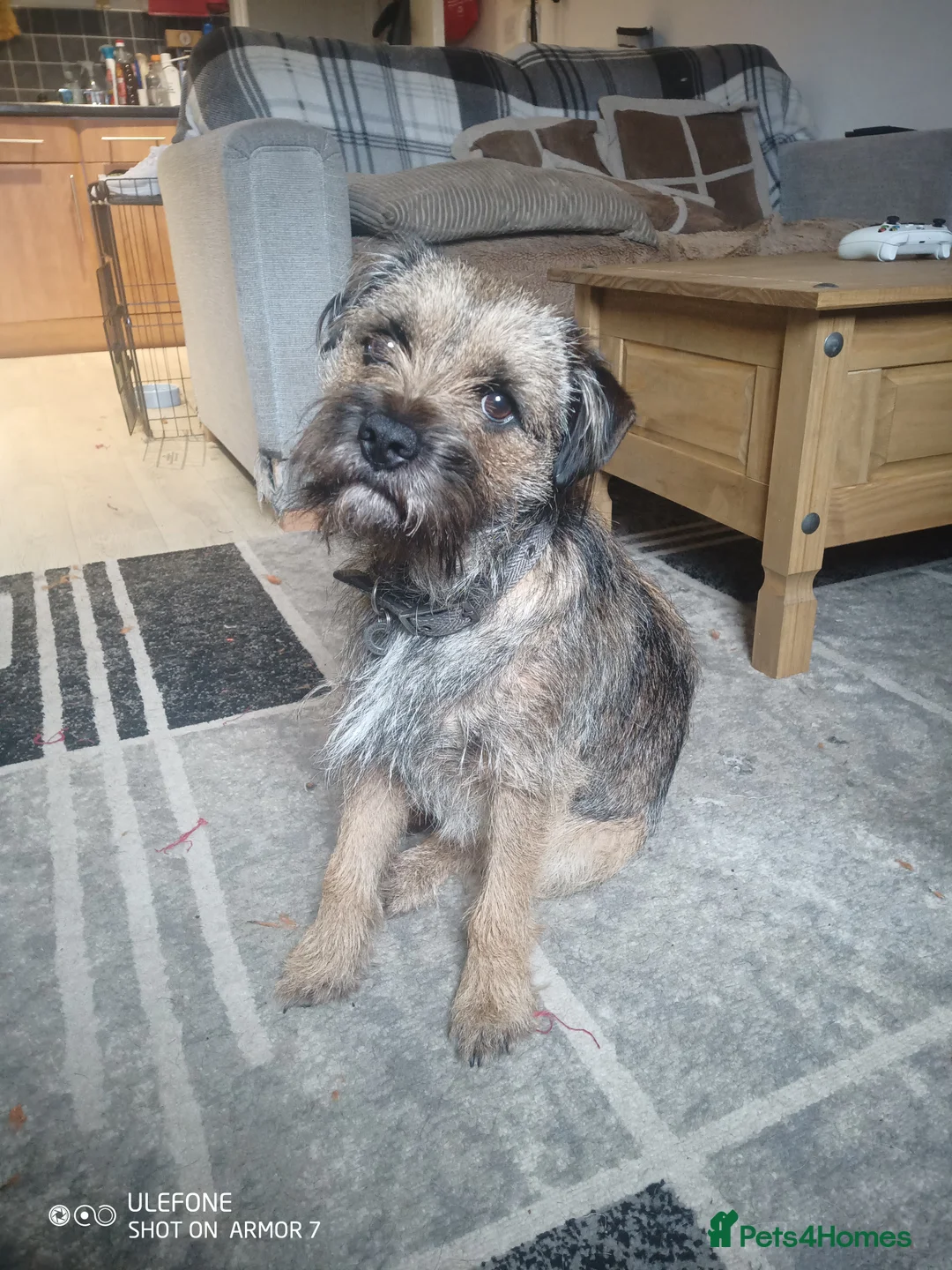 Border Terrier dogs for stud: Border Terrier for stud £150 in Bewdley - Advert 4