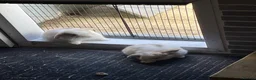 Mini Lop rabbits for sale: Beautiful mini lop babies - Advert 7