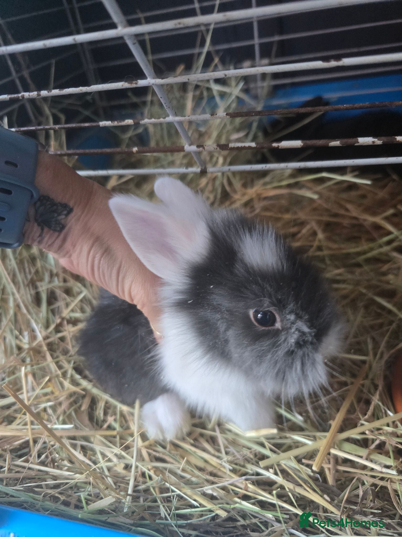 Lionhead rabbits Beautiful baby lionhead bunnies - Advert 4