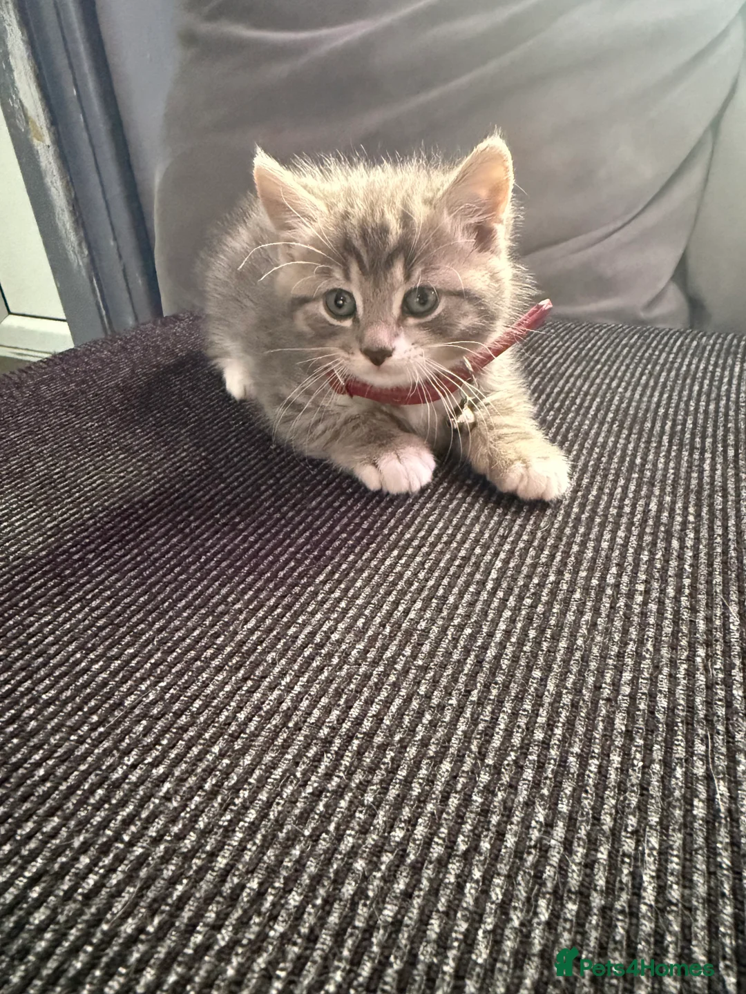 British Shorthair cats for sale: UNIQUE BRITISH SHORT HAIRS  - Advert 4