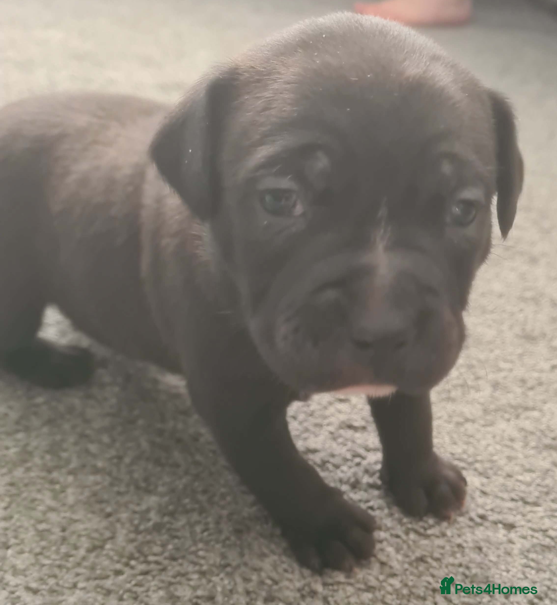 Staffordshire Bull Terrier dogs Beautiful staff female puppy - Advert 17