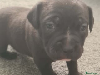 Staffordshire Bull Terrier dogs Beautiful staff female puppy - Advert 12