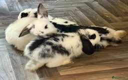 Mini Lop rabbits for sale: 🐇 Two Sweet Male Bunnies Need Forever Homes 🐇 - Image 6