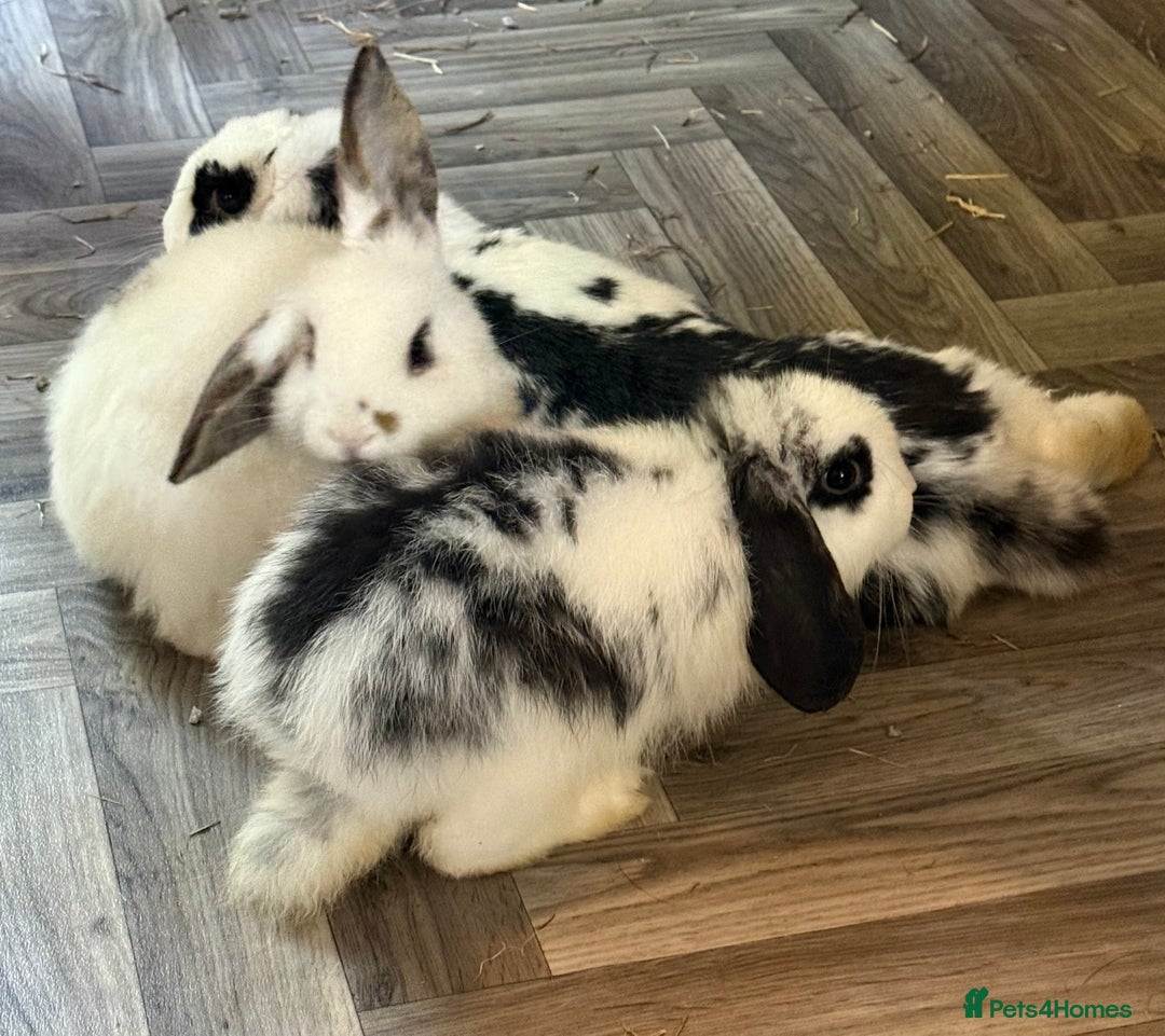 Mini Lop rabbits for sale: 🐇 Two Sweet Male Bunnies Need Forever Homes 🐇 - Image 6