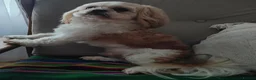 Shih Tzu dogs for stud: Handsome Shih Tzu available for stud - Advert 7