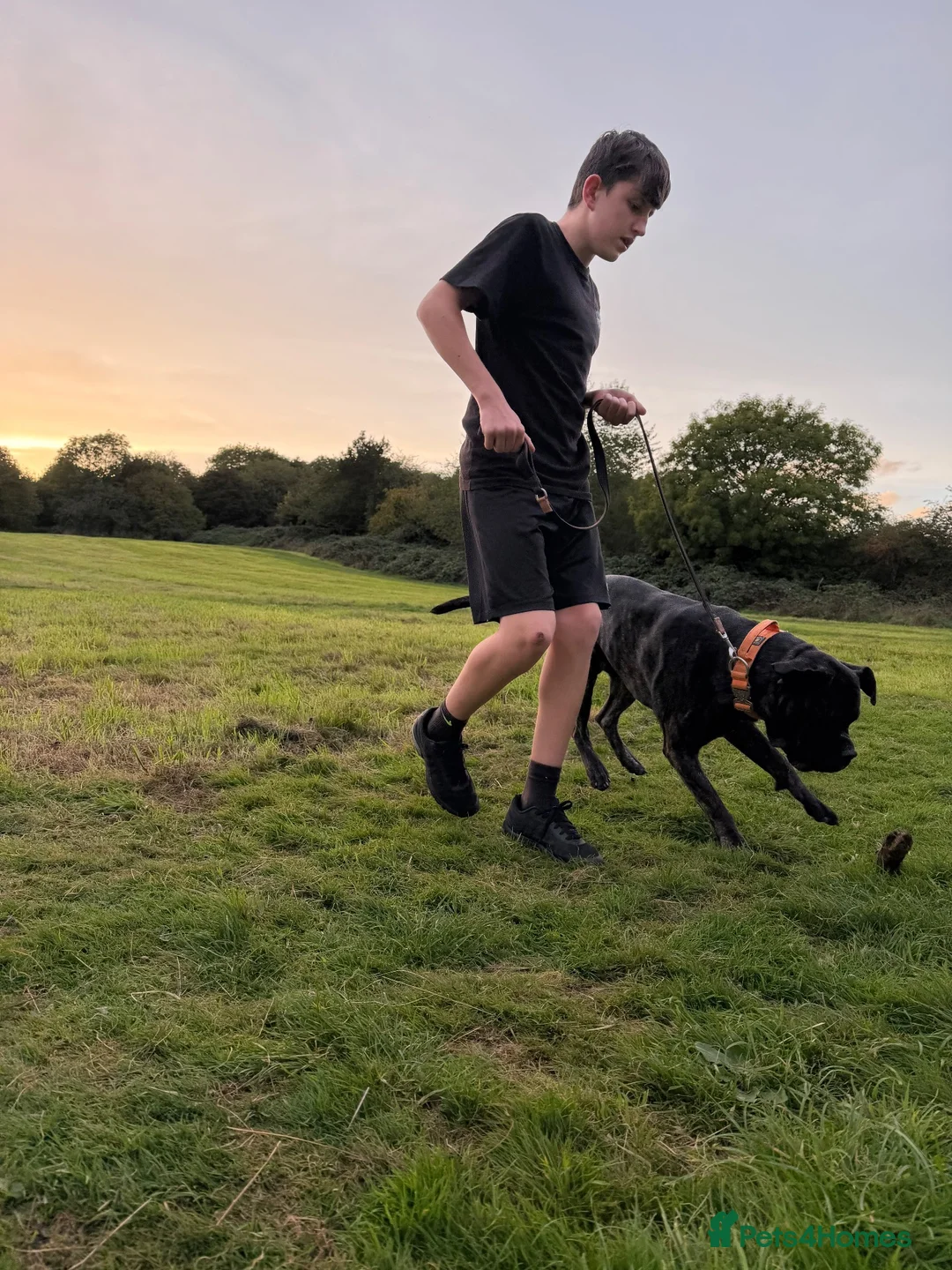 Cane Corso dogs for sale: Cane corso loving home only - Advert 2
