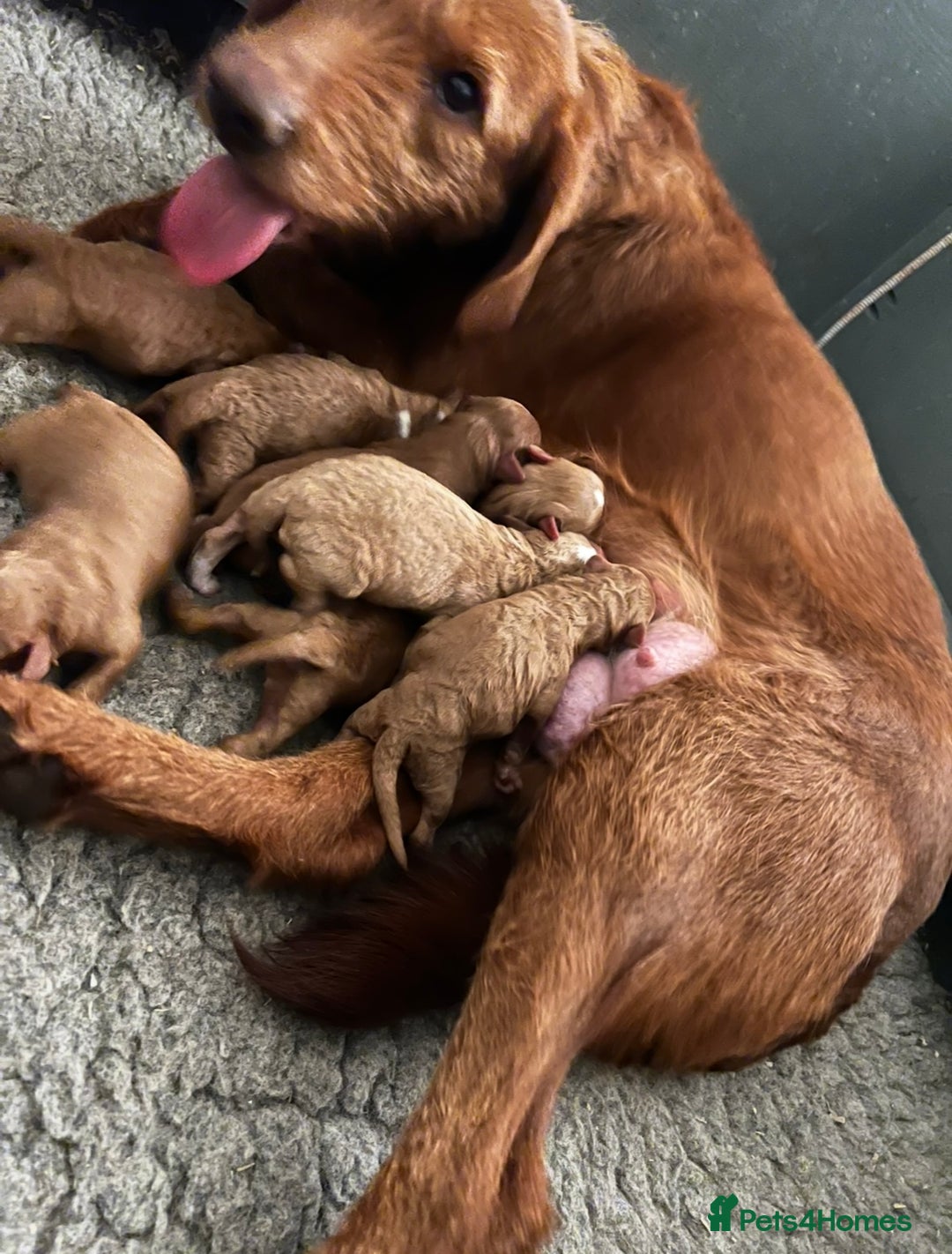 Australian Labradoodle dogs for sale: Deepest Red Australian Labradoodles - Advert 6