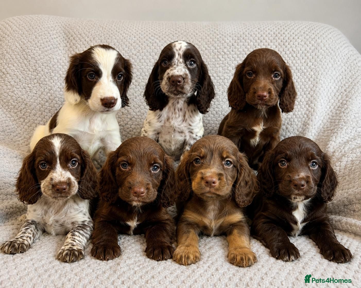 Cocker Spaniel dogs Cocker Spaniel Puppies Fully Vaccinated Ready Now - Advert 5