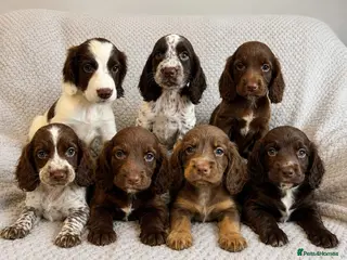 Cocker Spaniel dogs Cocker Spaniel Puppies Fully Vaccinated Ready Now - Advert 5
