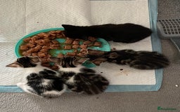 Mixed Breed cats for sale: 4 beautiful kittens ready now  - Image 14