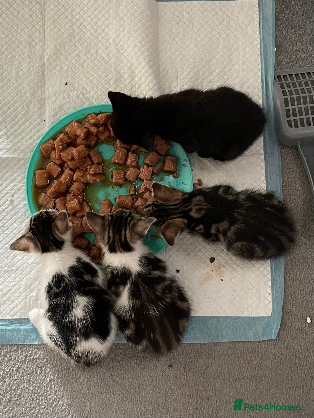 Mixed Breed cats for sale: 4 beautiful kittens ready now  - Image 14