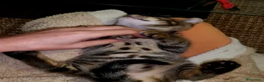 Bengal Kitten 4
