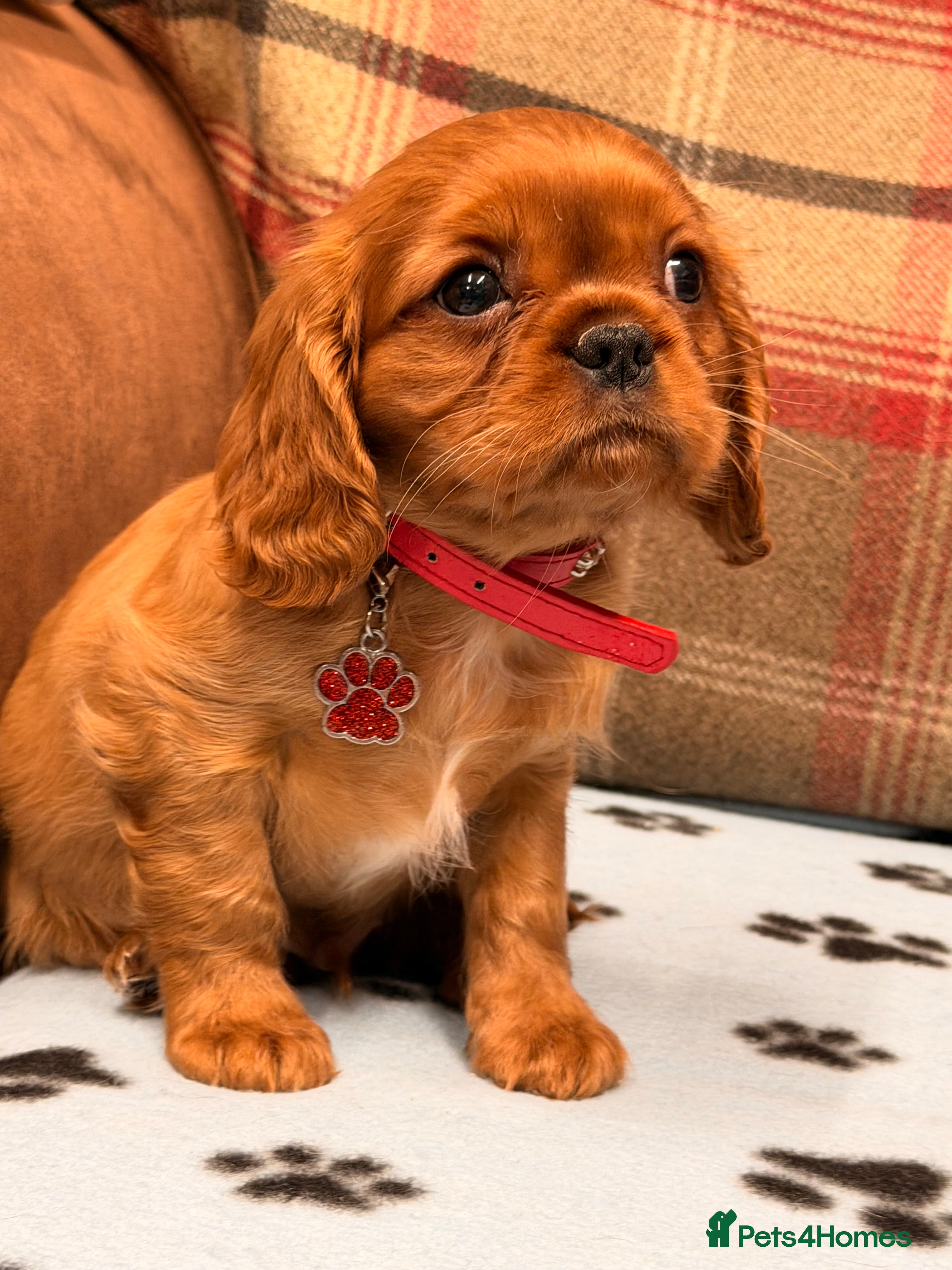 Cavalier King Charles Spaniel dogs 🐶 Beautiful Cavalier King Charles  Puppies 🐶 - Advert 4