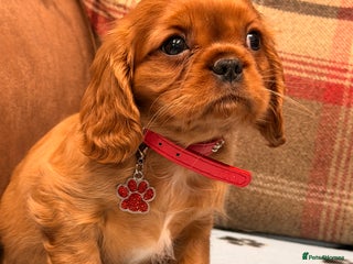 Cavalier King Charles Spaniel dogs 🐶 Beautiful Cavalier King Charles Puppies 🐶 - Advert 4