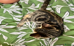 Maine Coon cats for sale: Female Tabby Kitten Ready for Rehoming  - Image 6