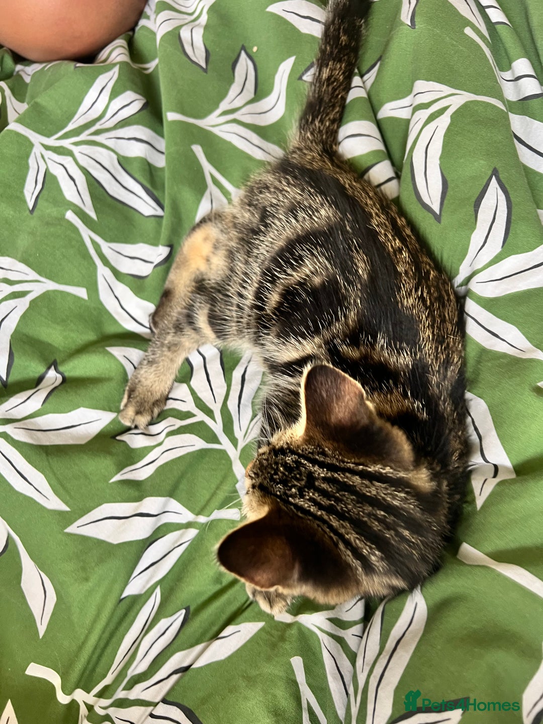 Maine Coon cats for sale: Female Tabby Kitten Ready for Rehoming  - Image 6