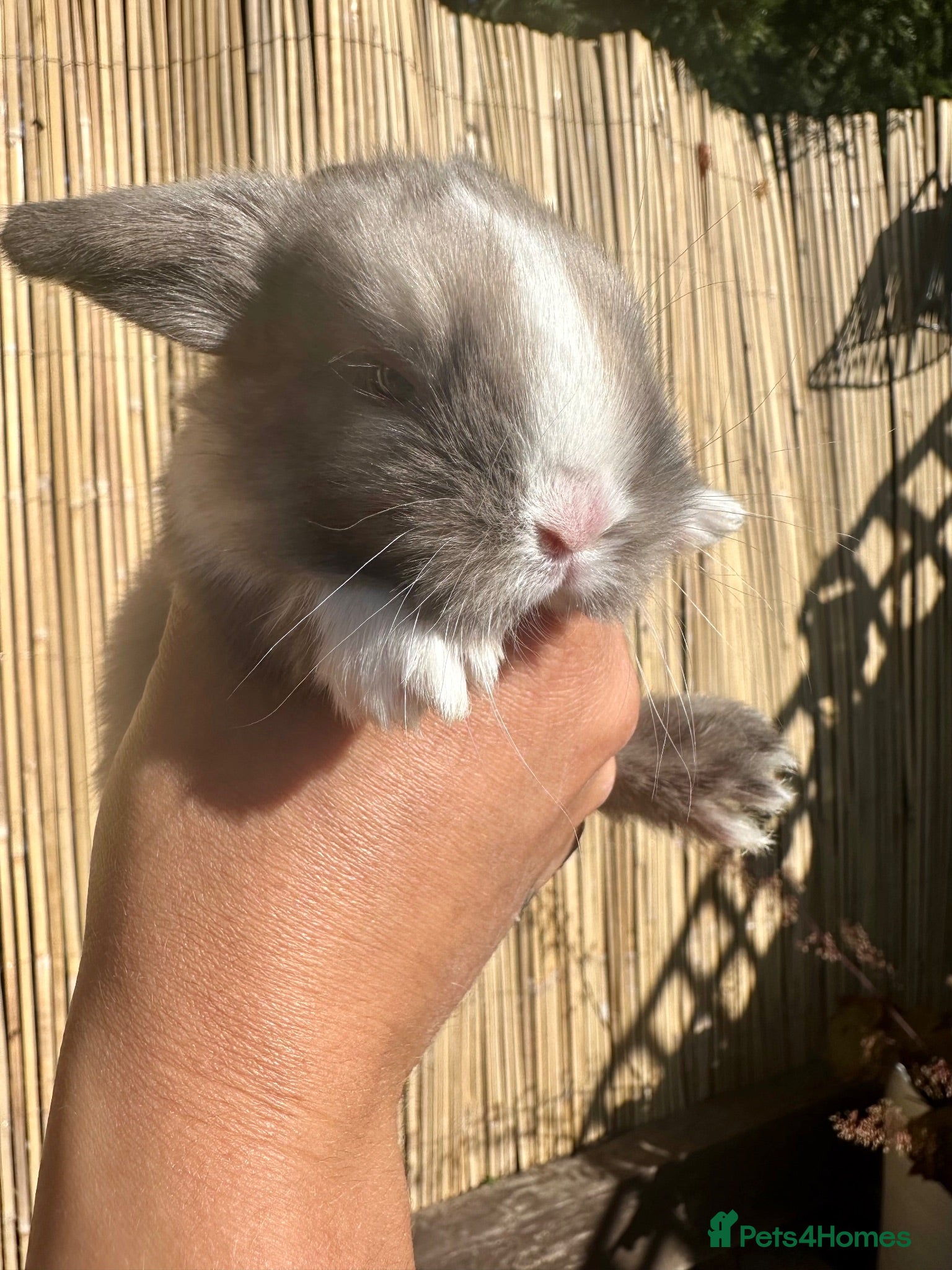 Mini Lop rabbits 2 week old Mini Lops - Advert 2