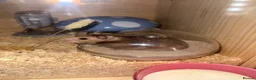 Hamster rodents for sale: Beautiful Syrian female hamster  - Advert 2