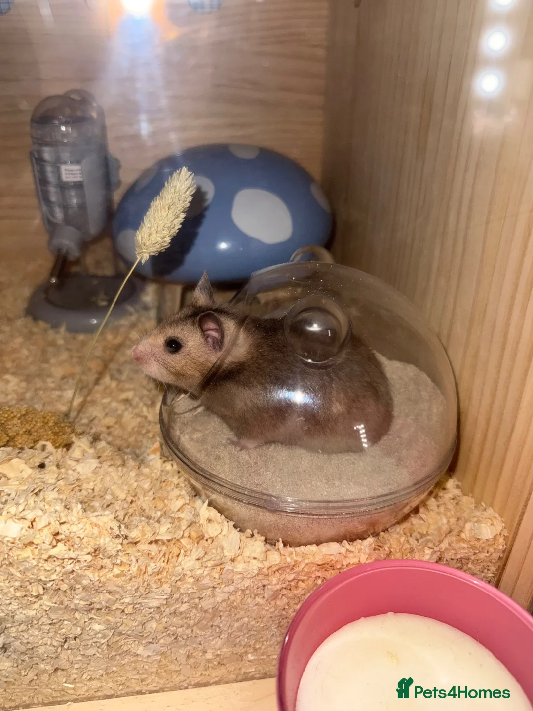 Hamster rodents for sale: Beautiful Syrian female hamster  - Advert 2