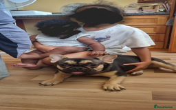 French Bulldog dogs for sale: Female Frenchie £500 - Image 1