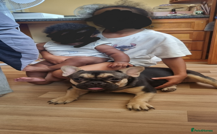 French Bulldog dogs - Advert 3