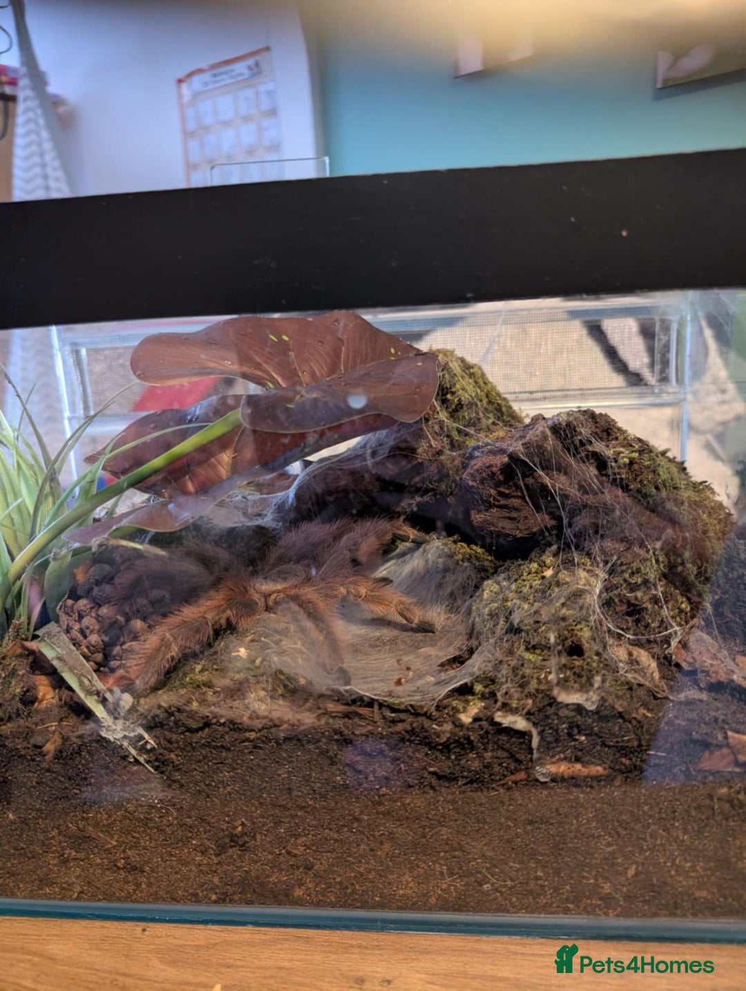 Tarantulas invertebrates for sale: Tarantulas for sale in Preston - Image 2