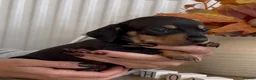 Miniature Dachshund dogs for sale: 🐾 6 BEAUTIFUL SMOOTH-HAIRED MINIATURE DACHSHUNDS - Advert 7