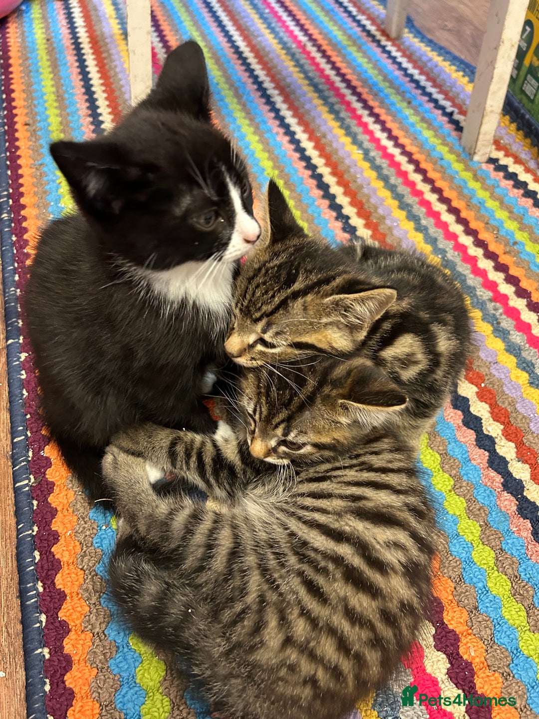 Mixed Breed cats for sale: 3x playful and sweet little kittens - Image 6