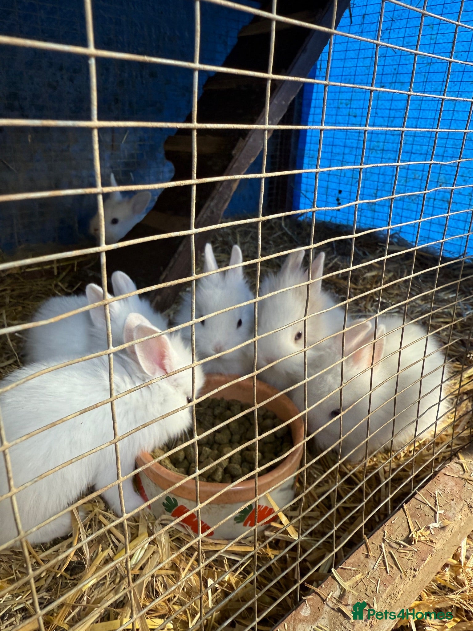 Lionhead rabbits 5x gorgeous white fluffy lionhead bunnies  - Advert 1