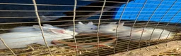 Lionhead rabbits for sale: 5x gorgeous white fluffy lionhead bunnies  - Advert 1
